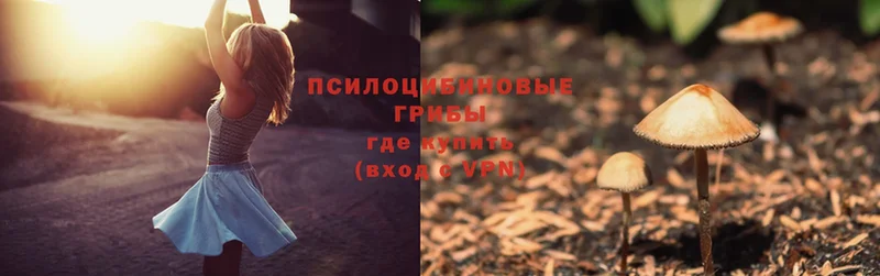 Псилоцибиновые грибы мицелий Великие Луки