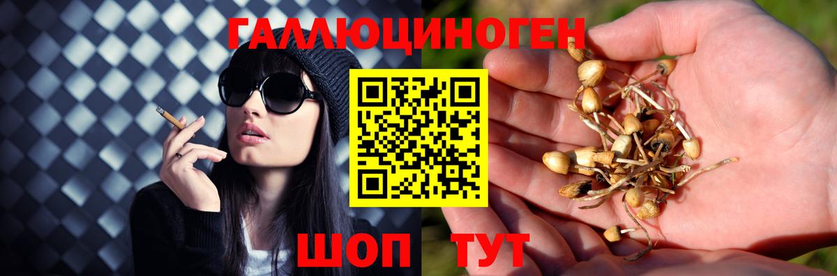 Великие Луки  Псилоцибиновые грибы Psilocybine cubensis  Вход с VPN  Галлюциногенные грибы GOLDEN TEACHER 